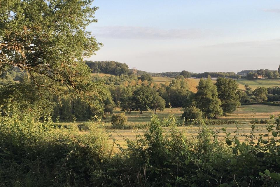 franse eiken in landschap